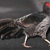 Kalij Pheasant